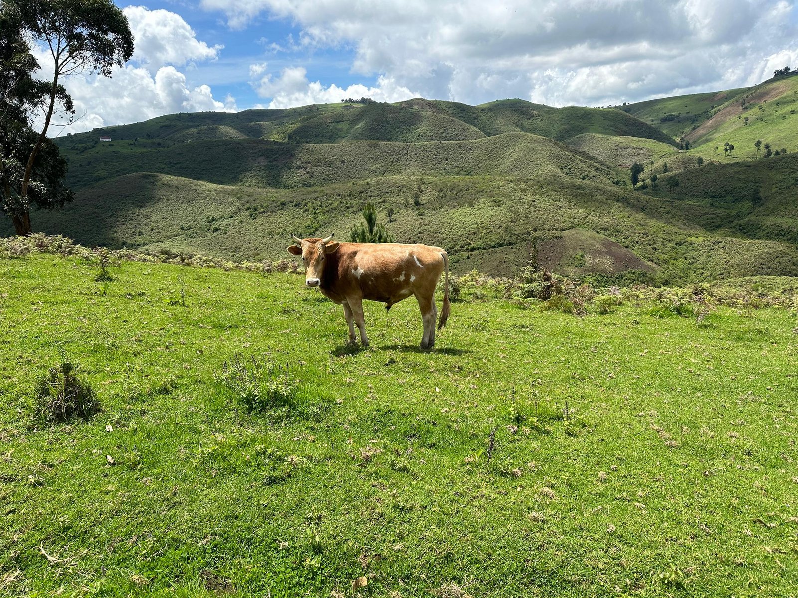 Ferme agropastorale de Mulumemunene
