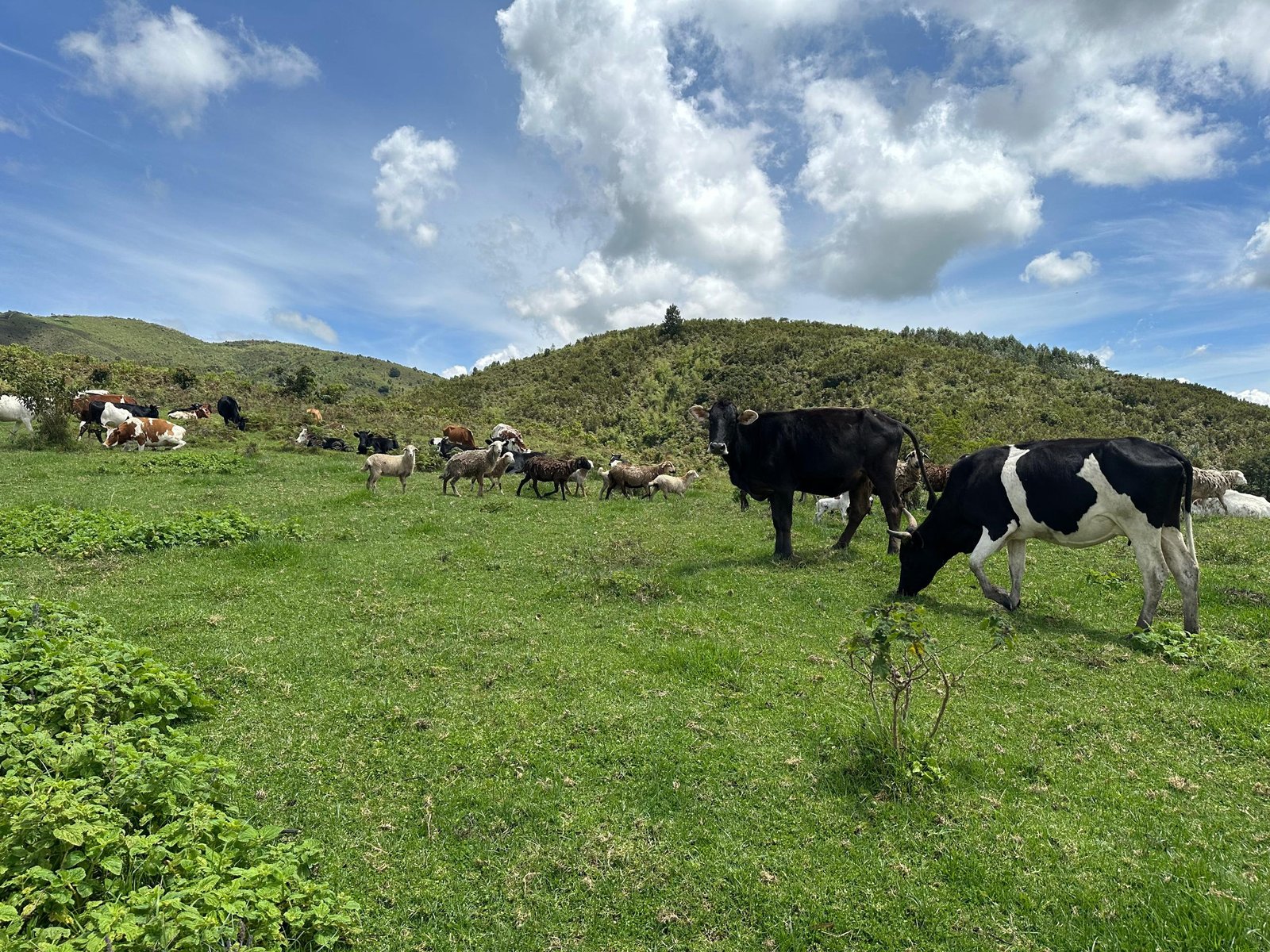 Ferme agropastorale de Mulumemunene